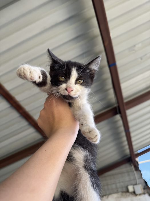 Котята бесплатно