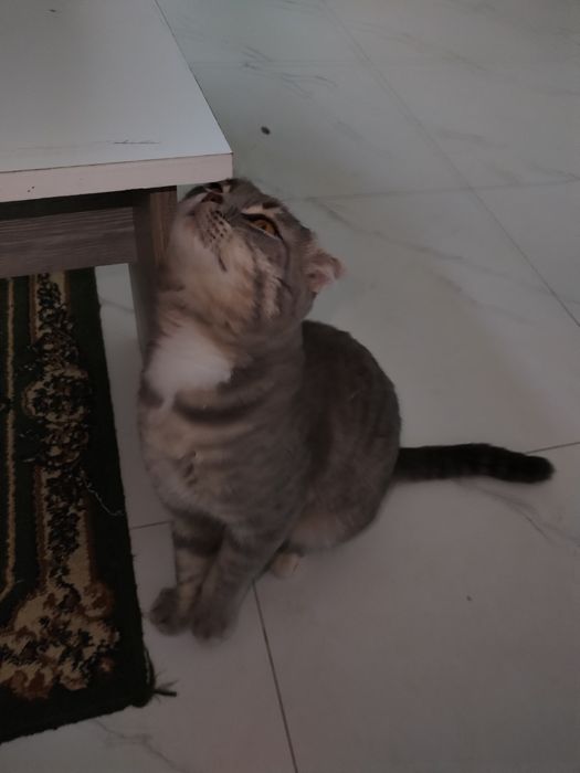 Продаётся породистый кот