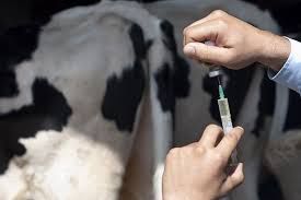 Кастрация & Стерилизация кошек.  Ветеринарная служба на вет