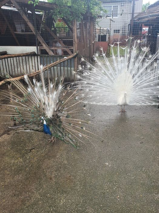 Шарени птици арлекини