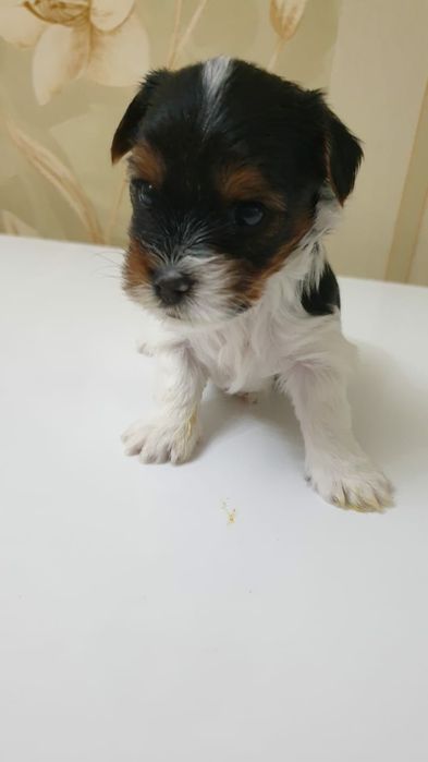 Продам щенков породы Бивер