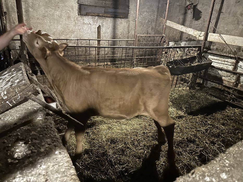 Vând vițică limbuzin