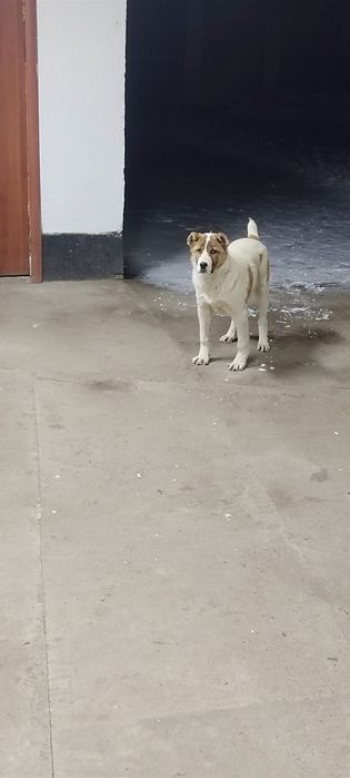 Ассалаумалейкум  Алабай Кушік Сатылады  3/айлық жагдайы доп