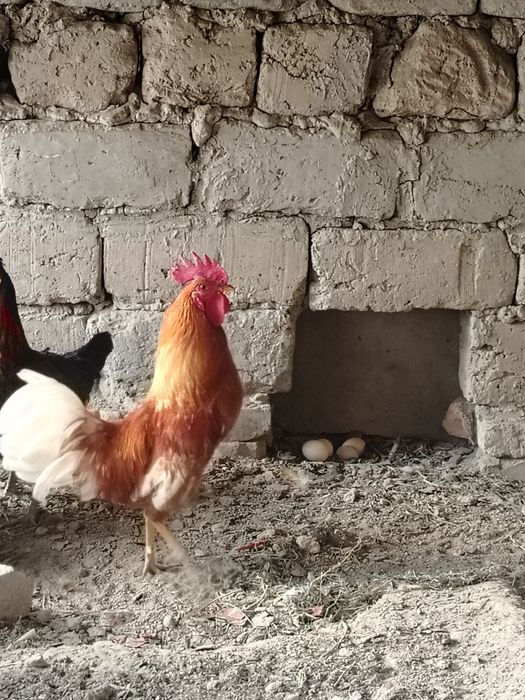 Xuro'z sotildi chiroyli katta 2 ta 350