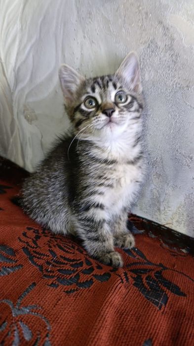 Отдам котят в хорошие руки