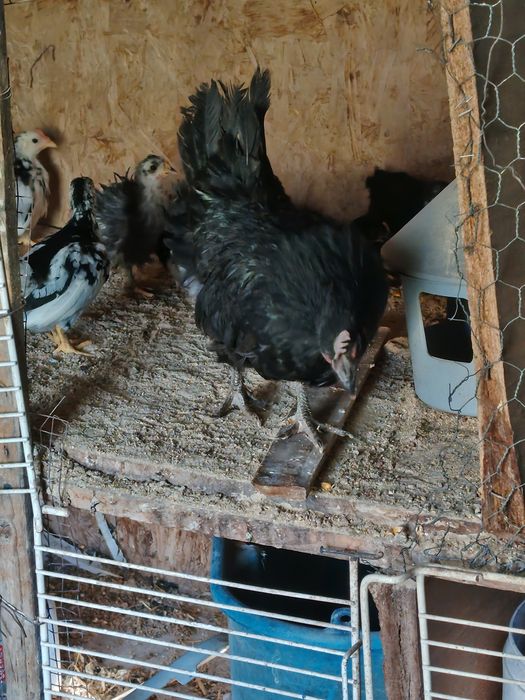 Vând familii găini pitice sau cloșca cu pui
