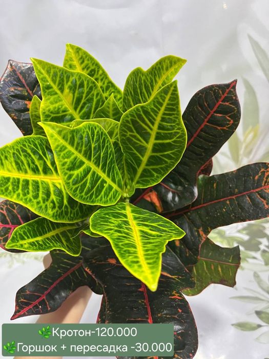 Комнатные растения