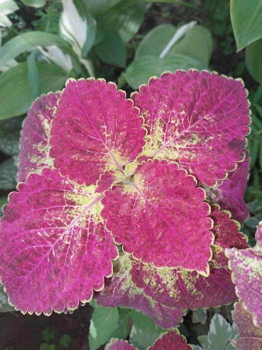 Красивый аксессуар на подоконник,