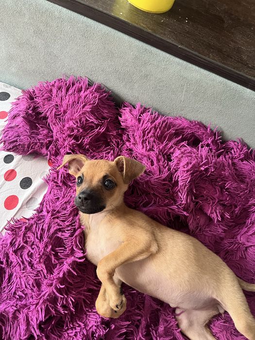 Продам той терьера