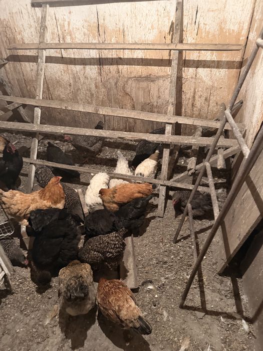 Продам курей петухов