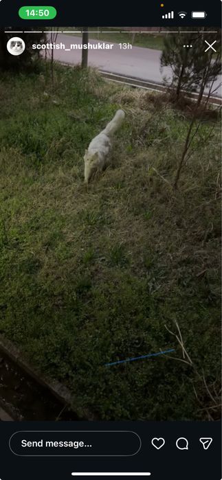 Chiroyli aqlli o’gil bola mushuk hadyaga beriladi dostavka yo’q