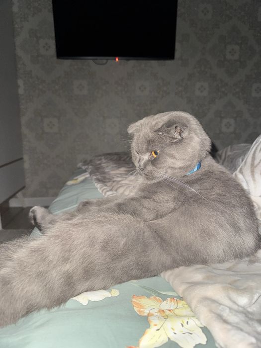 Вязка!! Нужна кошка