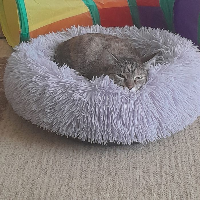 Отдам в добрые руки кошечку.