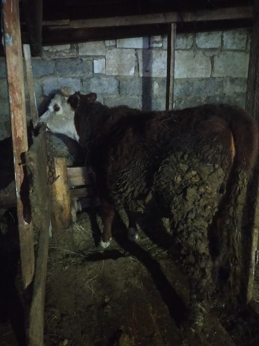 Семиз кунажын сатылады