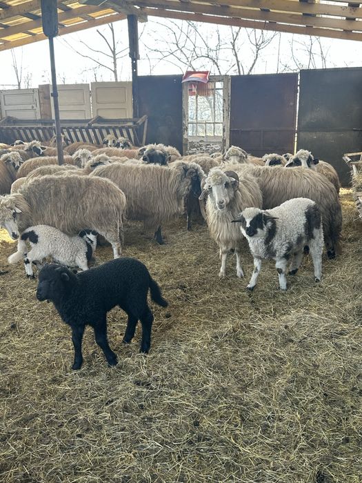 Vand oi si miei sanatosi, bine ingrijiti