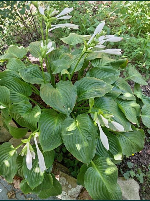 Хоста  королева в вашем саду