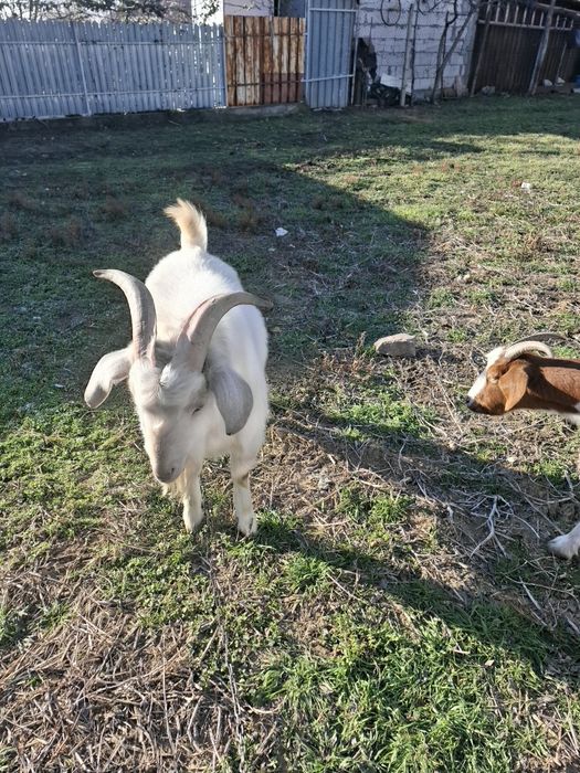 Vand Tapul Metiș sannen