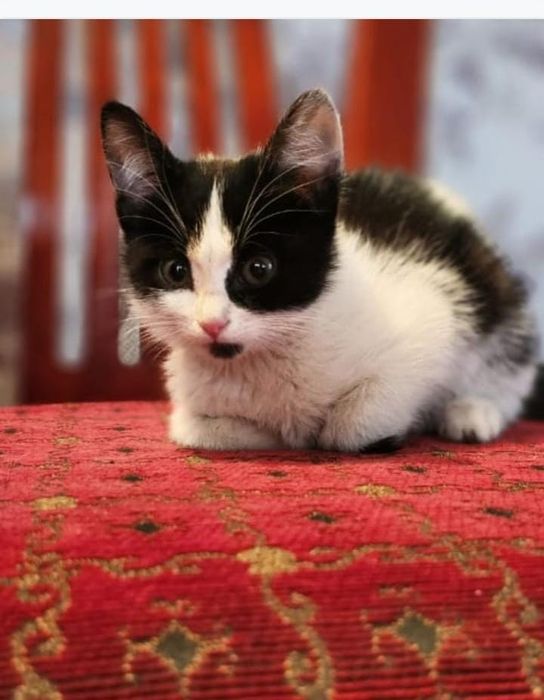 В самые добрые и ответственные руки