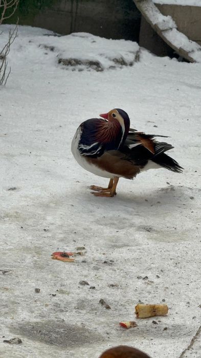 Vând rățoi mandarin