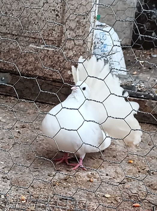 Papagali nimfe porumbei