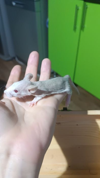 Крысята Даблики ручные