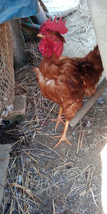 Vand cocos gat golas de transilvanya