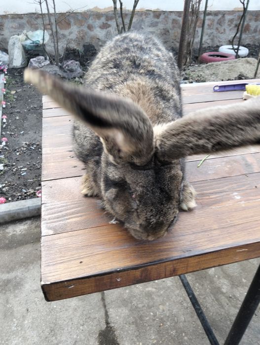 Uriaș german femela