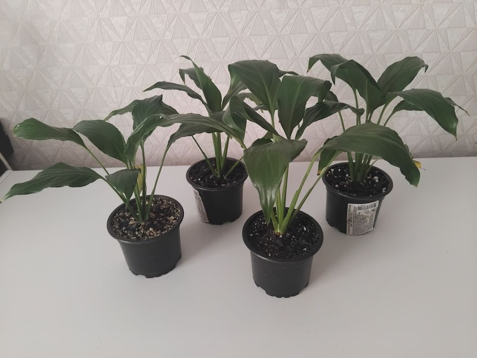 Продам комнатные цветы