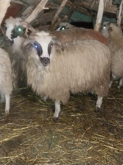 Vând doi berbeci brezi de anul trecut tineri .