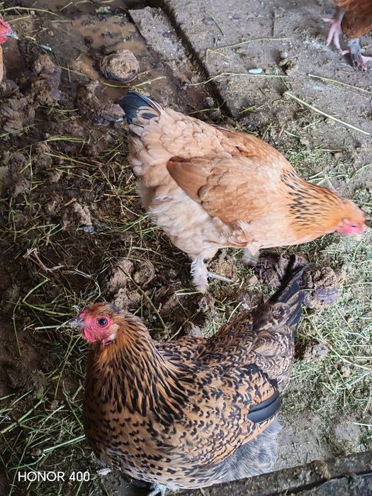 Тауықтар әтеш сатылады