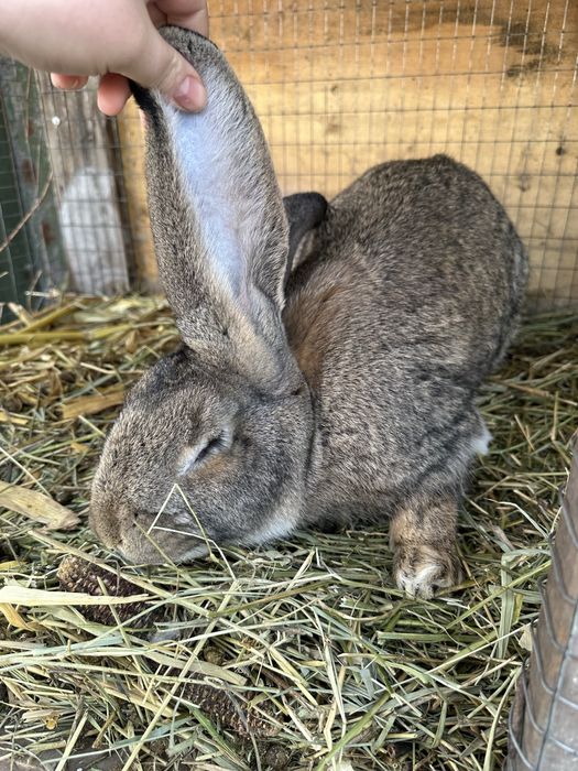 Поменяю кролов на куриц