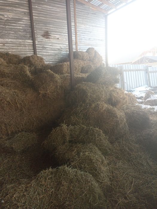 Сено  в тюках 1.500