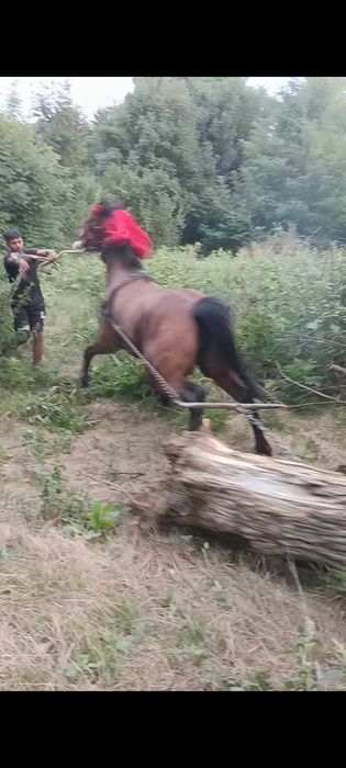 De vânzare o iapa de 9 ani