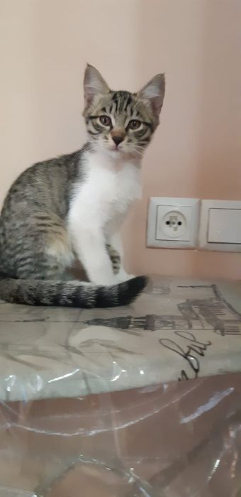 Отдам котенка,, в хорошие ответственные руки!