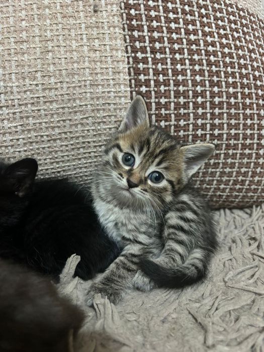 Котята ( не породистые )