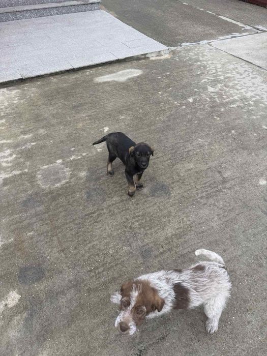 Подарявам кученца