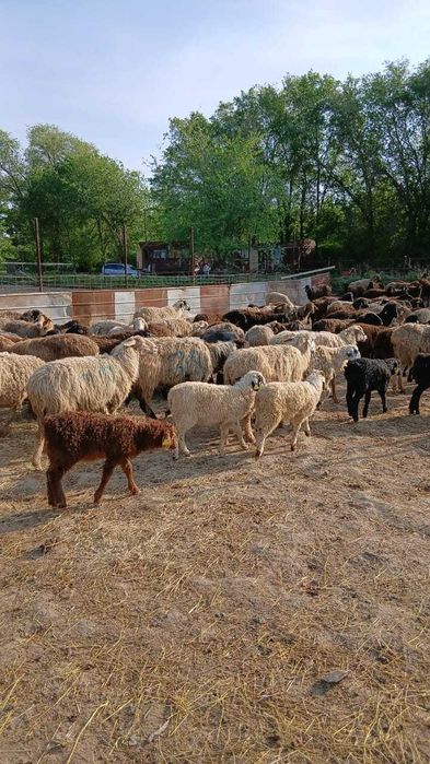 Овцематки с ягнятами