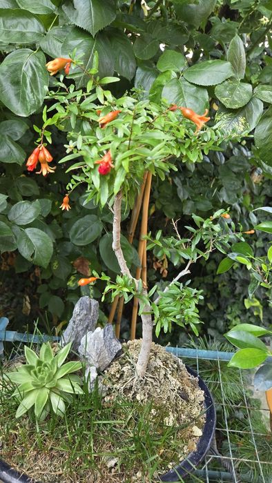 Bonsai Rodiu cu Flori  si Fructe
