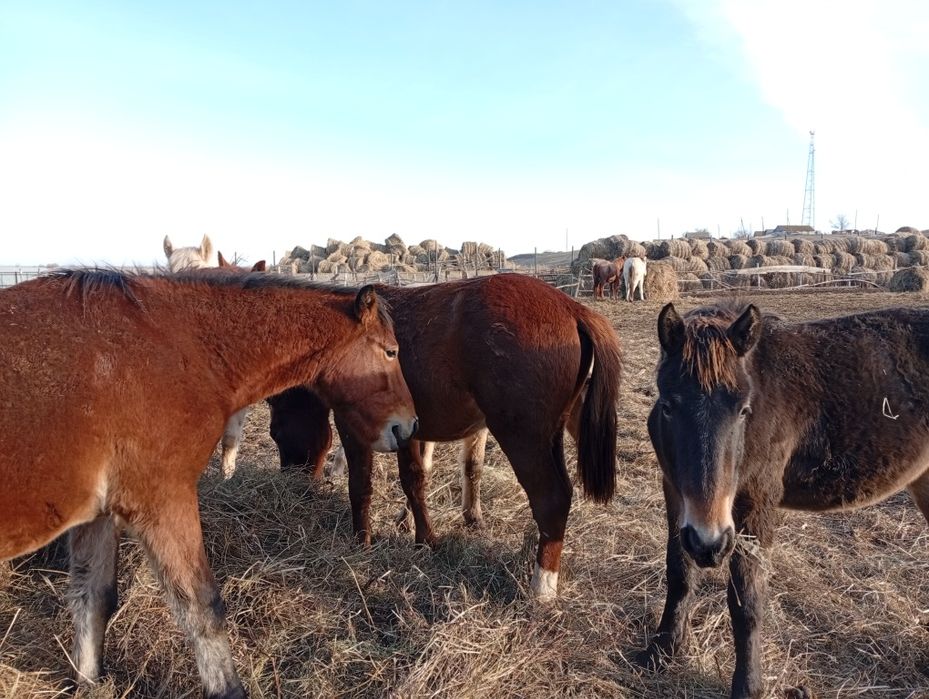 Селхоз животнии..