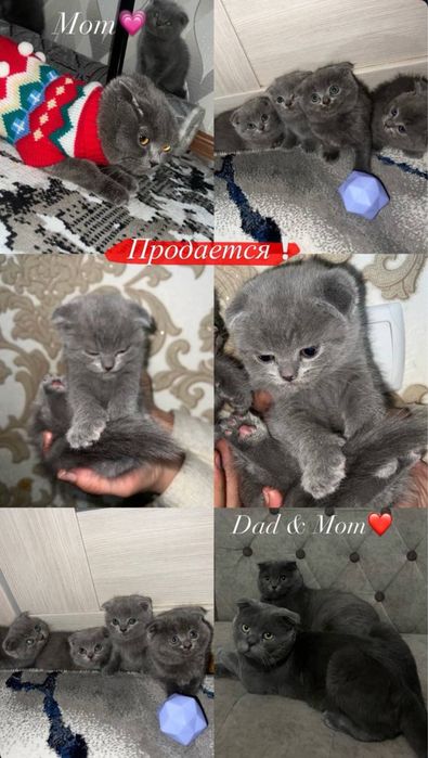 Британские котята