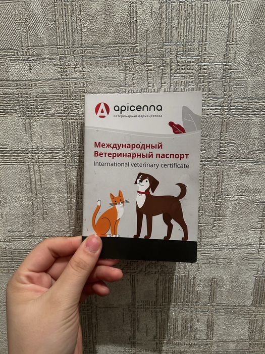 кошка шотландская вислоухая