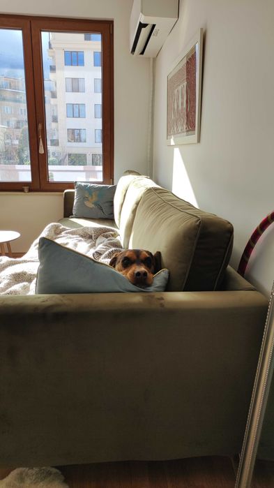 Подарявам кученце на 7 месеца