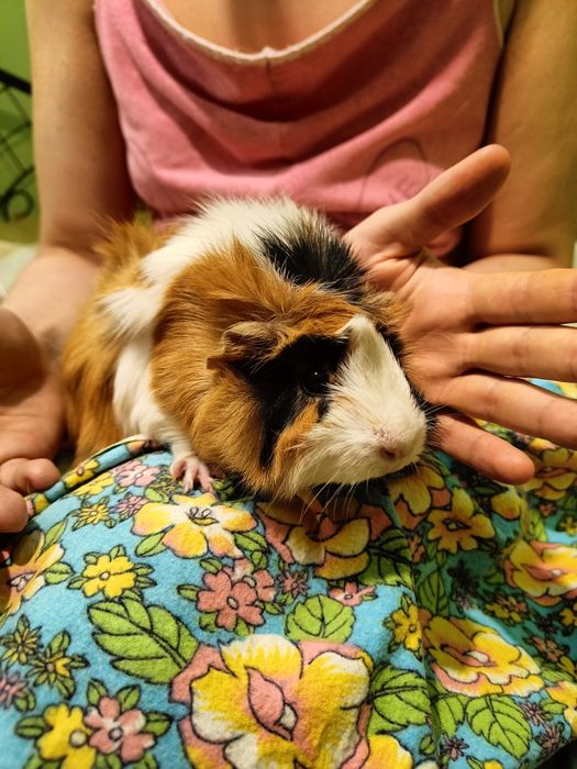 Продам морскую свинку