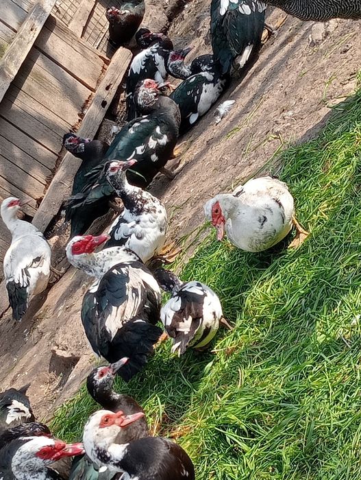 Rate mute și rățoi tineri
