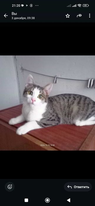 Отдам в добрые руки