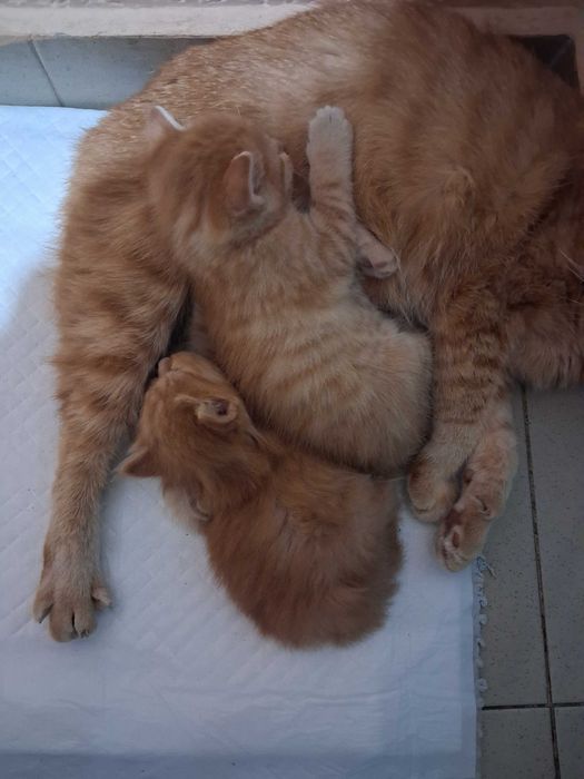 Подарявам котета