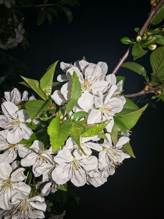 Camera/aparat foto DSLR Nikon D3200