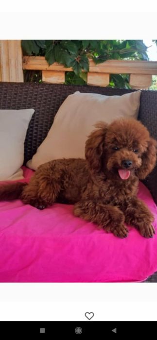 Мини пудели търсят стопани