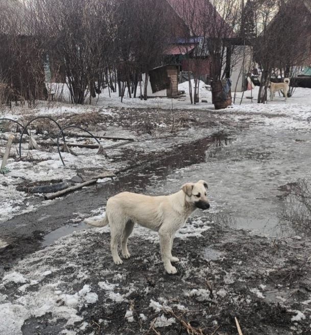 Отдам щенка в добрые руки