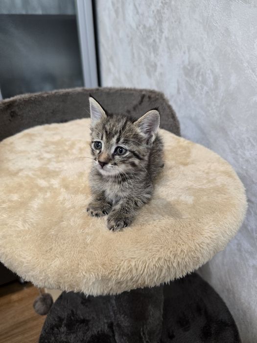 Отдаём котят  в добрые руки.